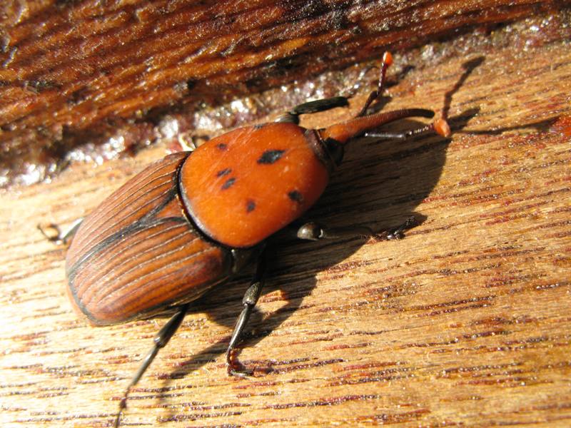 Rhynchophorus ferrugineus (Curculionoidea Dryophthoridae)